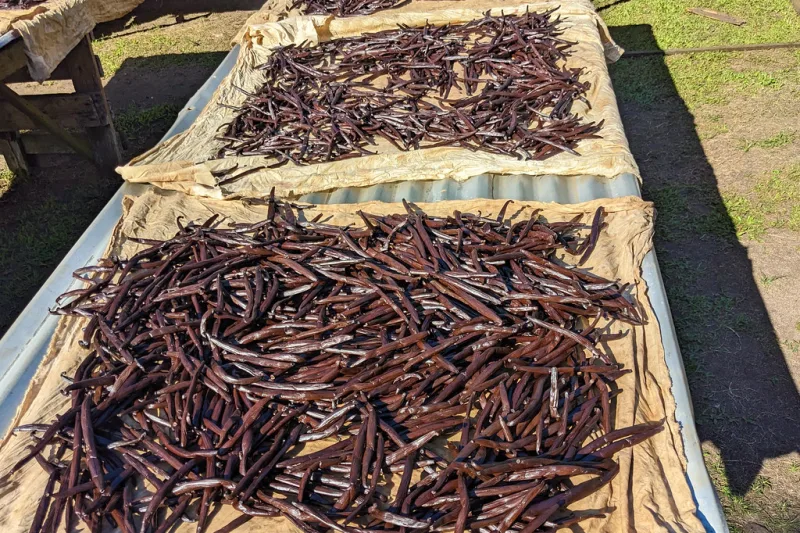 Natural vanilla beans, dark cured pods drying in the sun