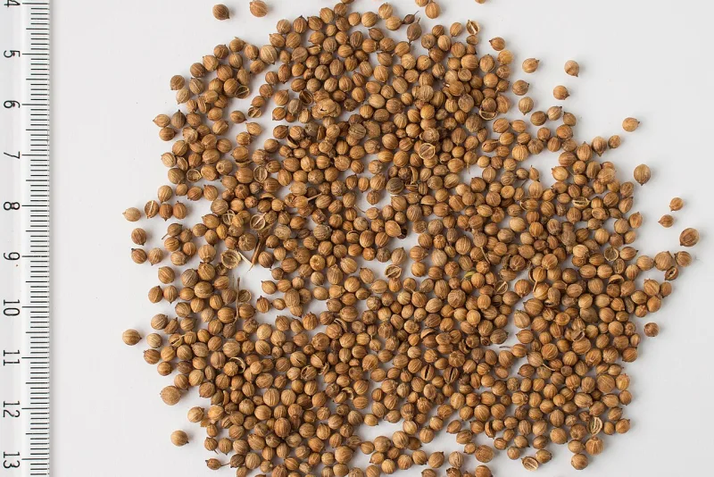 Dried coriander seeds, round and aromatic, scattered on a white surface