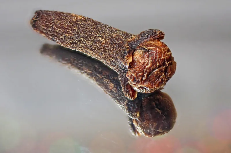 Close-up of a dried clove, the aromatic spice used for teeth and digestion