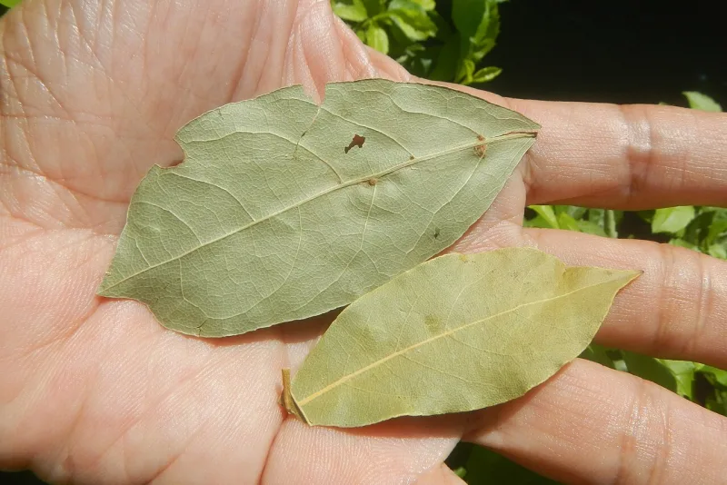 Dried bay leaves, laurel leaves used as a spice and a traditional remedy for digestion
