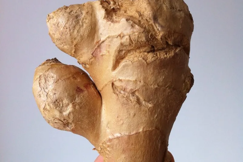 Fresh ginger root, the raw material from which ginger powder is made