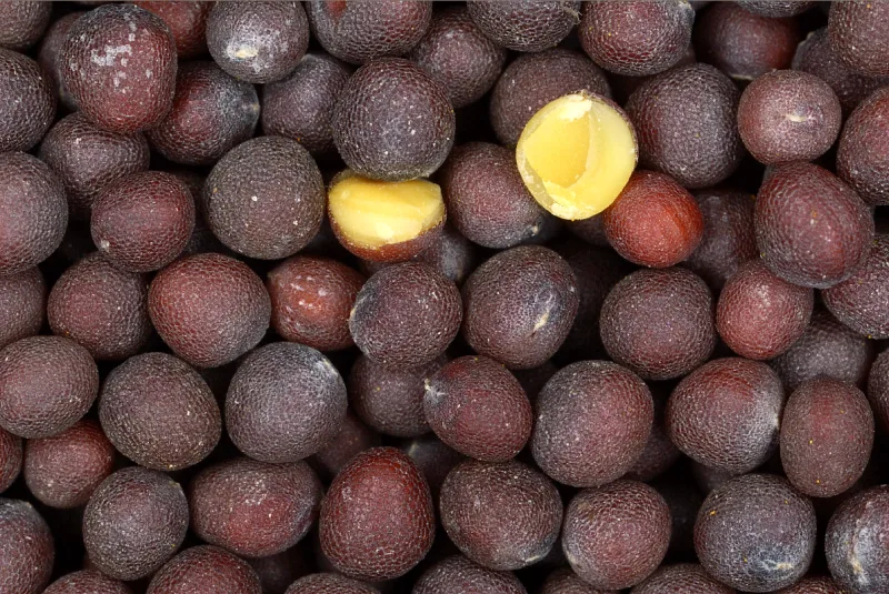 Magnified black mustard seeds with a few cracked open showing the yellow interior