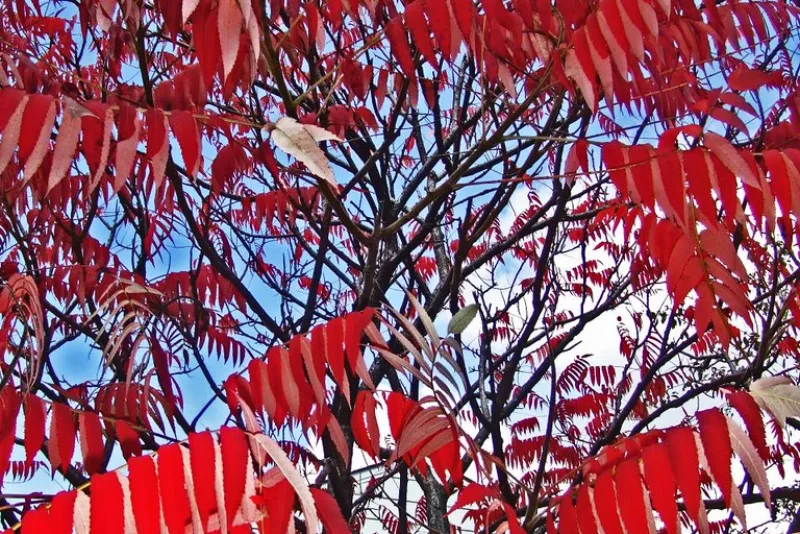The red leaves of the sumac plant from which the tangy spice is made