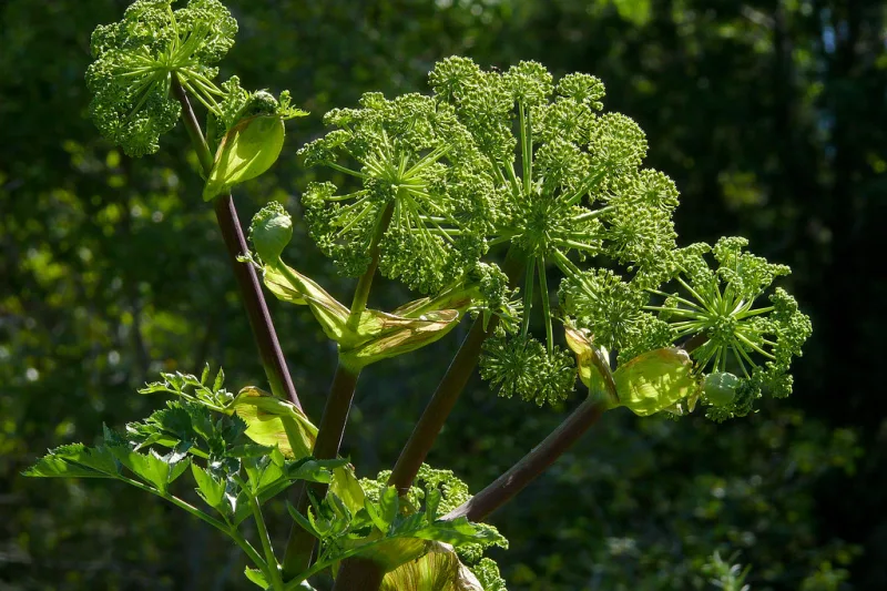 Angelica plant with green flowering umbels and sturdy stems