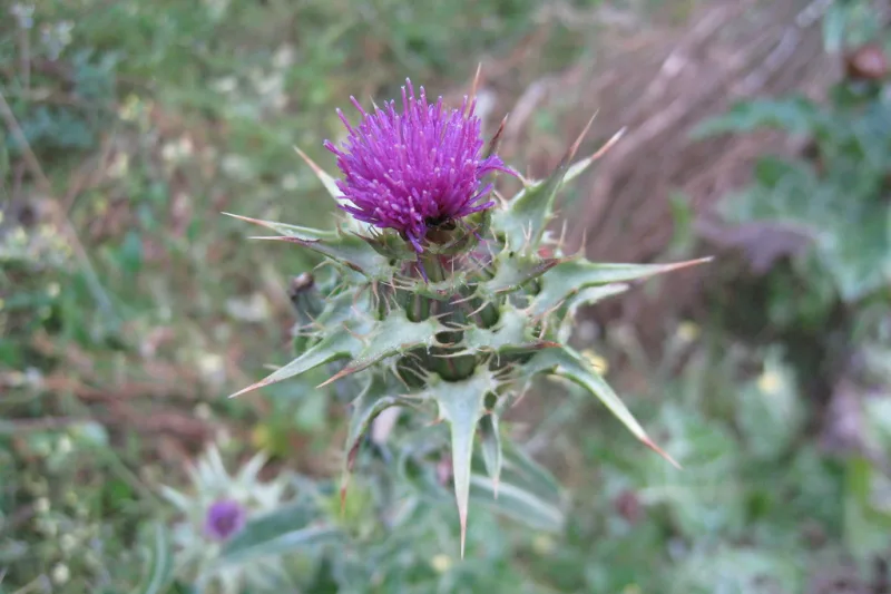 Floare violet de armurariu (Silybum marianum) cu bractee verzi spinoase