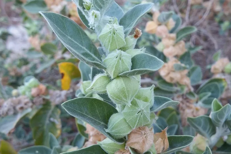 Planta de ashwagandha (Withania somnifera) cu frunze argintii și fructe învelite în husă