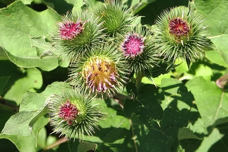 Plantă de brusture cu flori spinoase de culoare roz-purpuriu și frunze mari, verzi