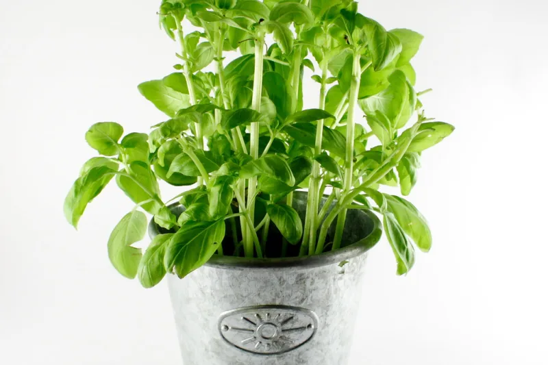 Fresh green basil plant in a metal pot