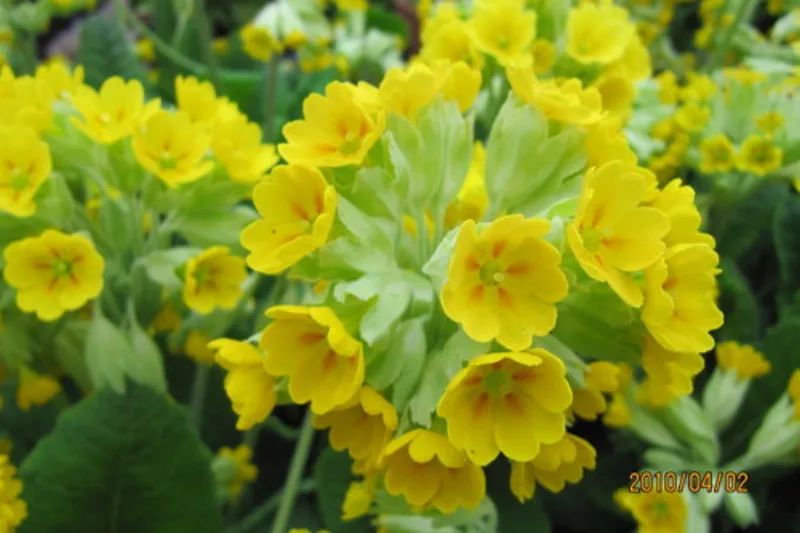 Yellow cowslip flowers (Primula veris) in bloom in a meadow