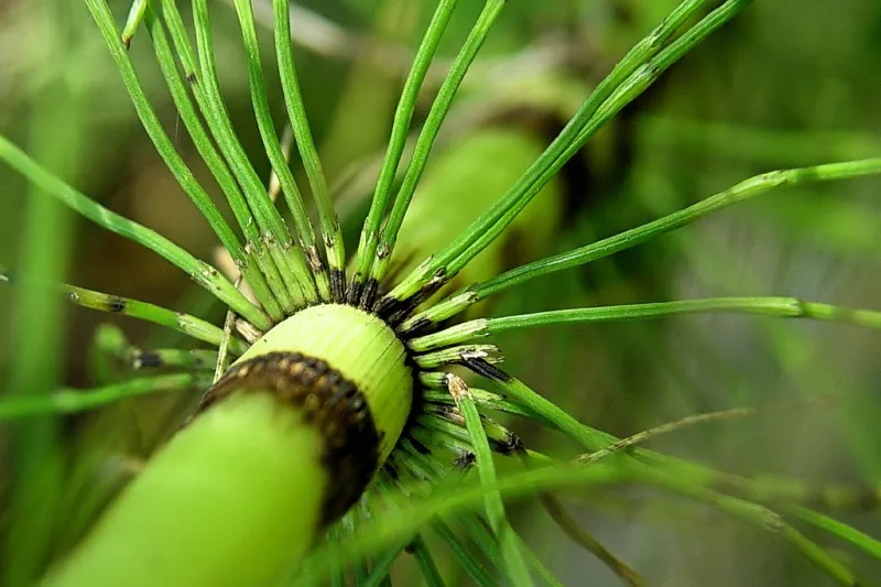 Horsetail (Equisetum arvense), a green plant with segmented stems