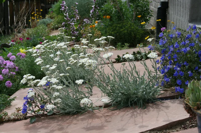 Flori albe de coada-șoricelului (Achillea millefolium) într-o grădină