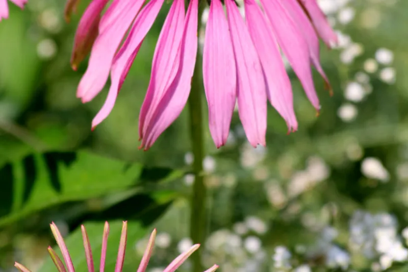 Floare de echinacea purpurie cu centru conic, plantă medicinală pentru imunitate