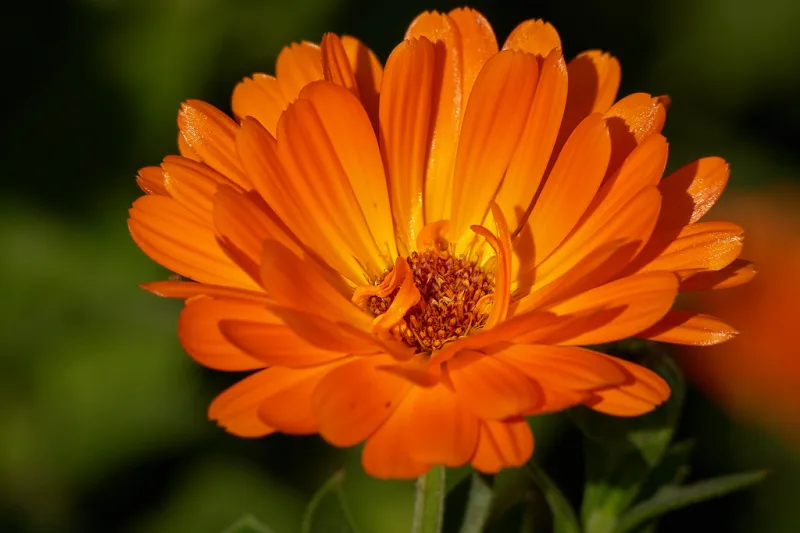 Floare de gălbenele (calendula) portocalie, în plină înflorire