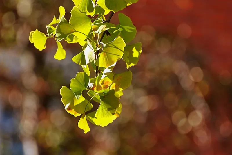 Frunze verzi de ginkgo biloba în formă de evantai pe o ramură, în lumina soarelui