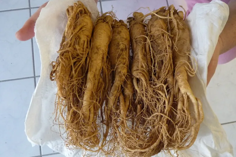 Rădăcini proaspete de ginseng, cu radicele fine, ținute în mâini