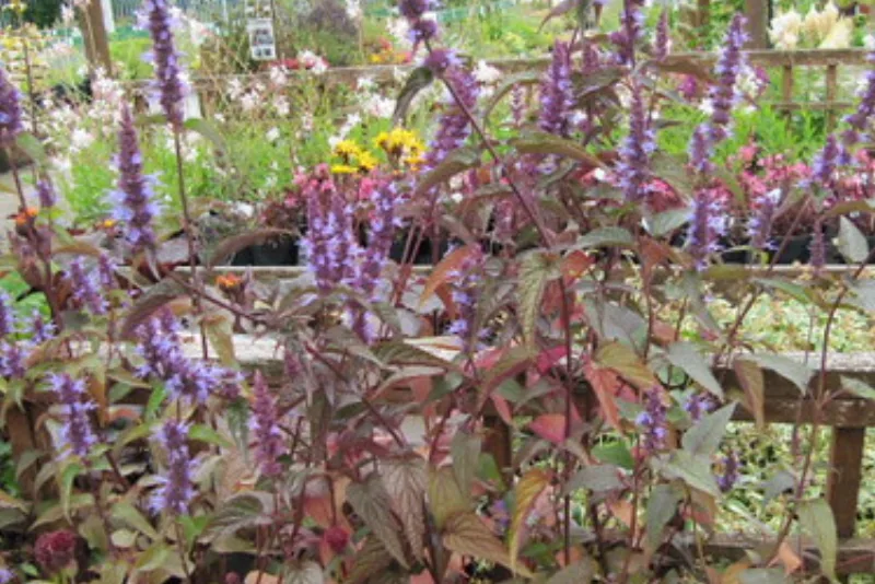 Isop (Hyssopus officinalis) cu flori albastru-violet pe tulpini drepte