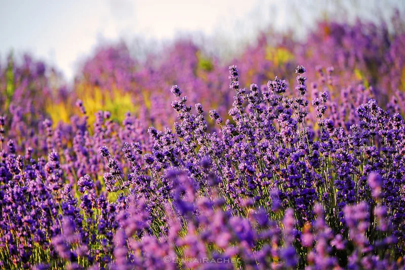 Field of lavender with purple flowers in full bloom