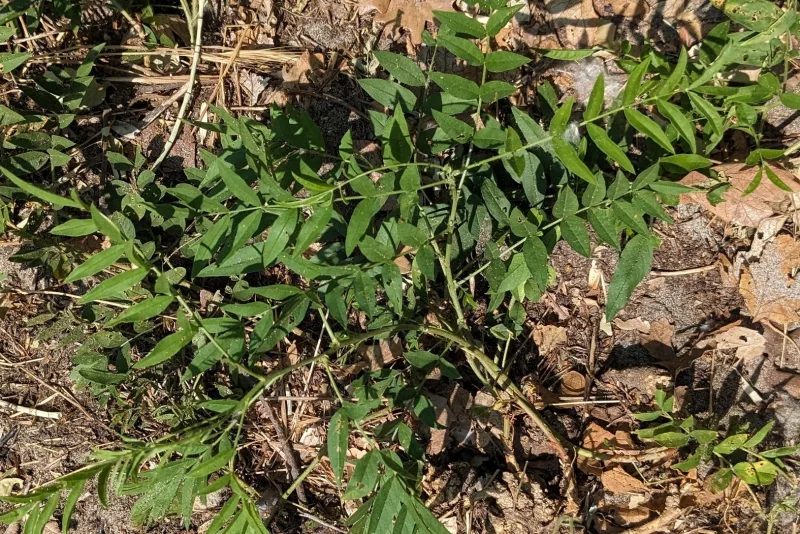 Licorice plant (Glycyrrhiza glabra) with green pinnate leaves