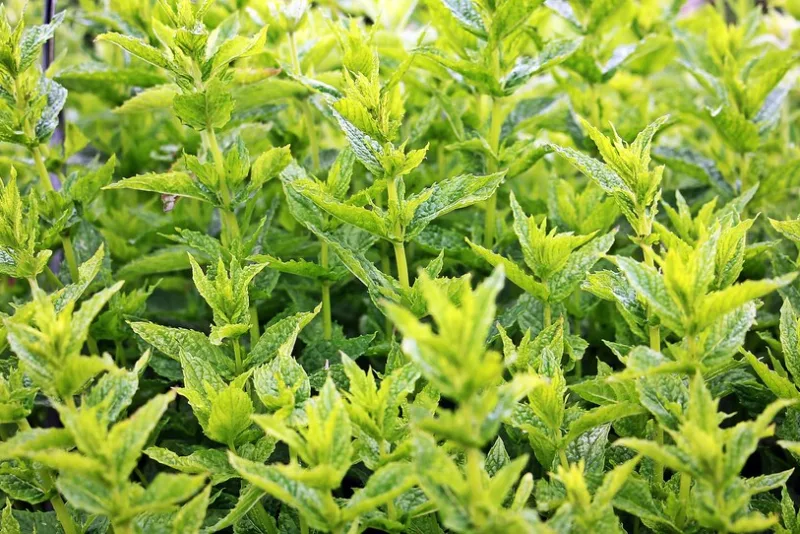 Frunze proaspete de mentă verde, dense și lucioase, într-o grădină