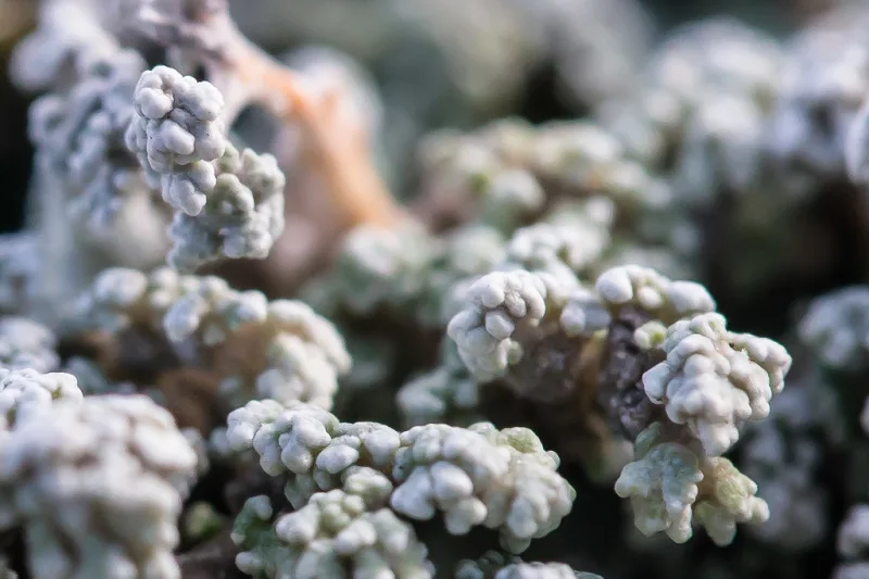 Lichen de Islanda (Cetraria islandica) — fronde gri-verzui de lichen în prim-plan