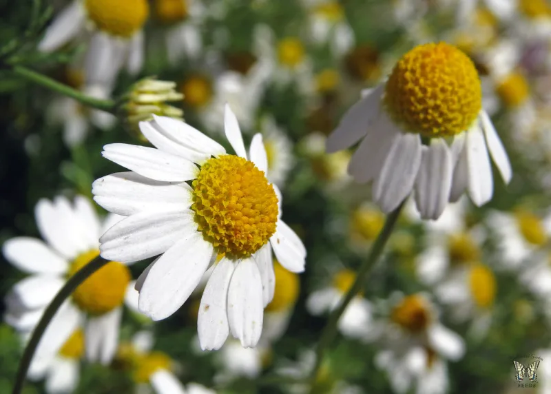 Chamomile flowers with white petals and yellow centers in a sunny field