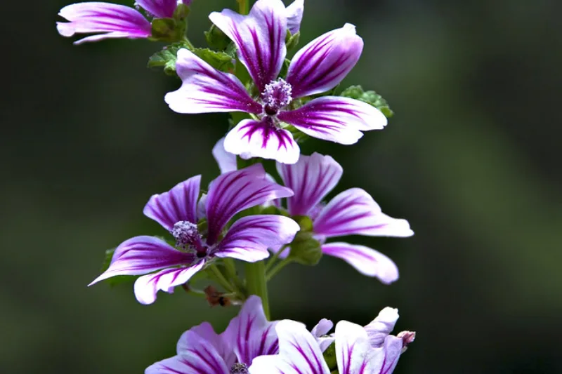 Flori violet de nalbă (Malva) în grădină, plantă medicinală emolientă
