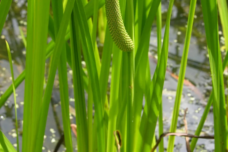 Plantă de obligeană (Acorus calamus) cu spadice verde și frunze ascuțite, crescând într-o baltă