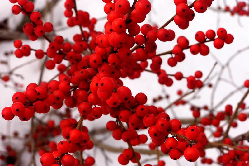 Hawthorn branches loaded with glossy red berries