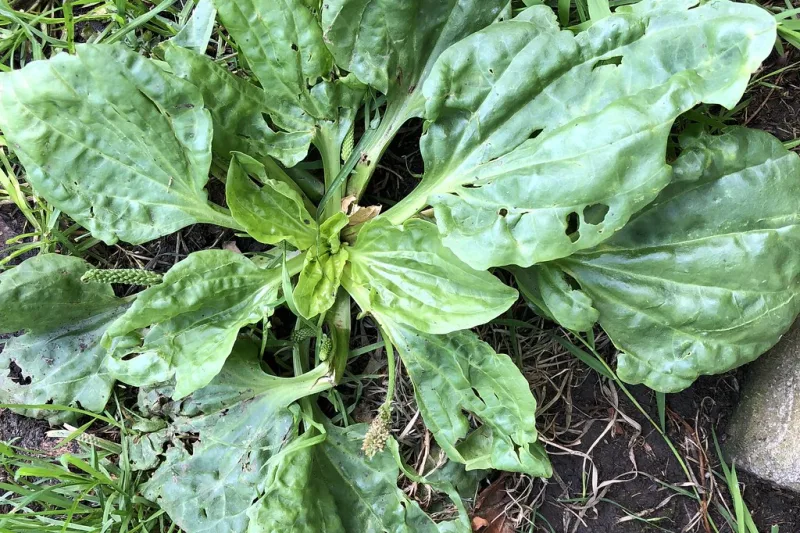 Plantă de pătlagină cu frunze late și nervuri proeminente crescând la nivelul solului