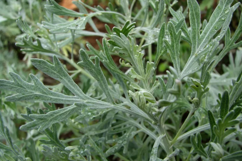 Frunze argintii de pelin (Artemisia absinthium) văzute de aproape