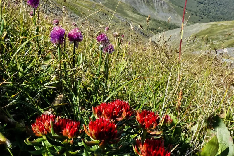 Planta de Rhodiola rosea cu flori galbene crescând printre stânci în munți