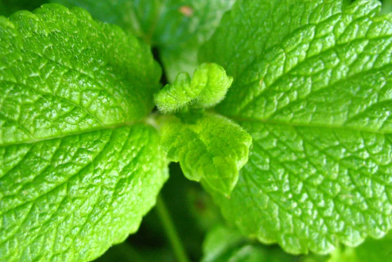 Fresh green lemon balm leaves, Melissa officinalis