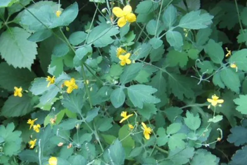 Tufă de rostopască (Chelidonium majus) cu flori galbene mici și frunze verzi lobate