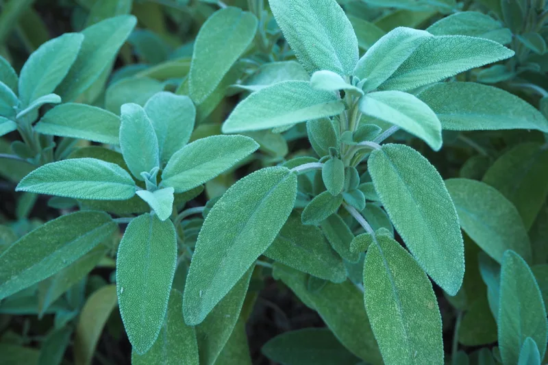 Fresh sage leaves with a velvety, silvery-green texture growing in a garden