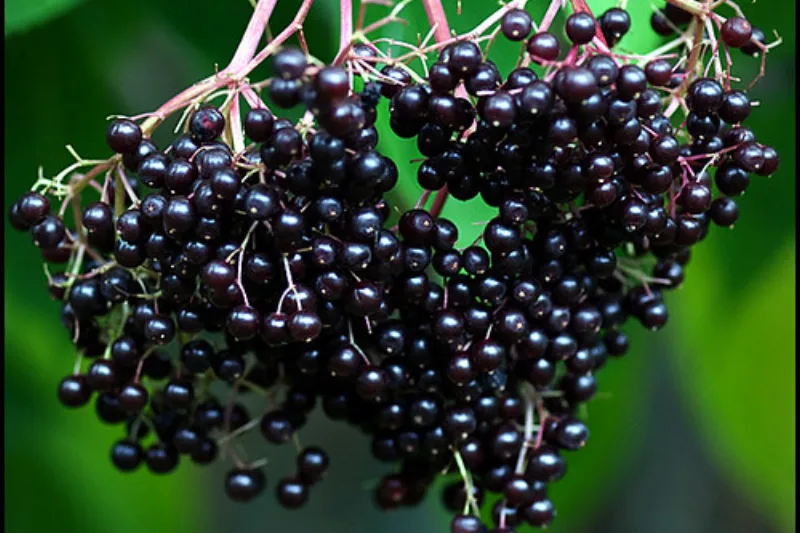 Ciorchine de fructe negre de soc coapte pe ramură, cu frunze verzi