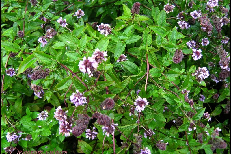 Flowering oregano plant (Origanum vulgare) with purple-pink blossoms and green leaves
