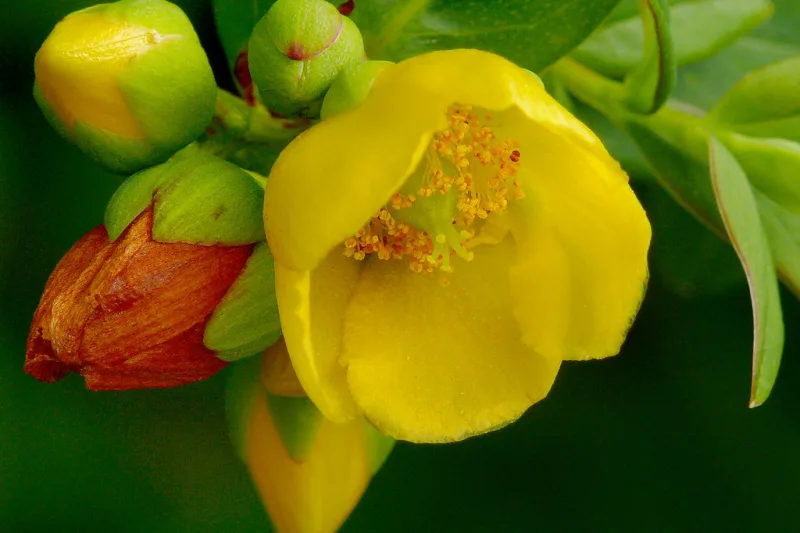 Floare galbenă de sunătoare (Hypericum perforatum) cu staminele caracteristice și boboci