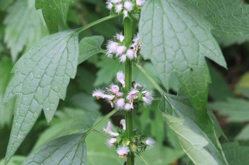 Motherwort plant (Leonurus cardiaca) with pink-white flowers on a square stem