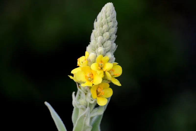 Spic înflorit de lumânărică (Verbascum) cu flori galbene catifelate
