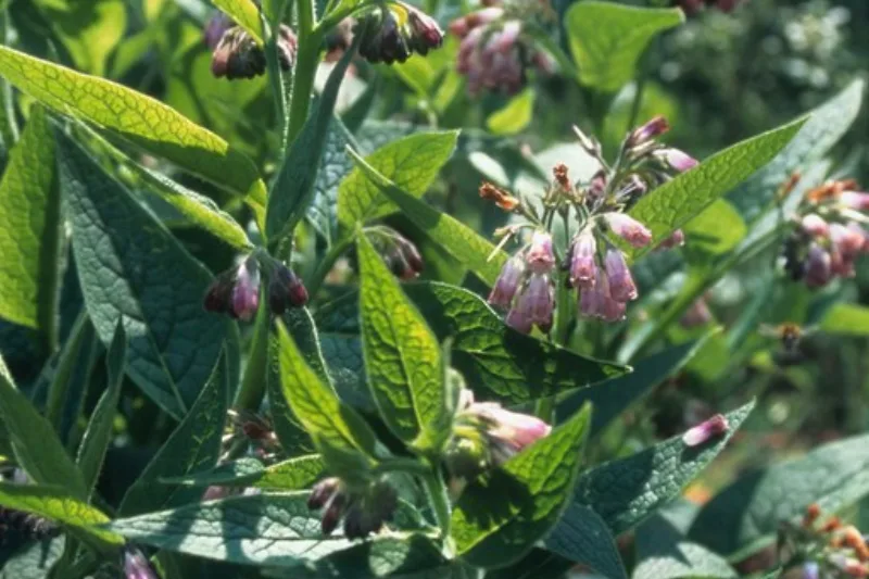 Tătăneasă (Symphytum officinale) cu flori roz-violet în formă de clopoței și frunze mari, aspre