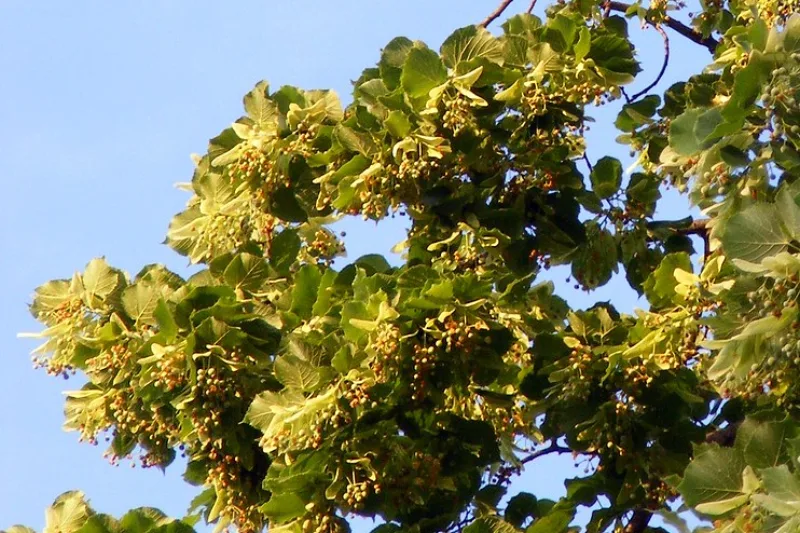 Branches of a flowering linden tree with heart-shaped leaves and clusters of yellow-green flowers