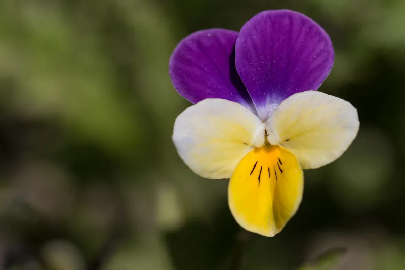 Floare de trei-frați-pătați (Viola tricolor) cu petale violet, alb-gălbui și galben