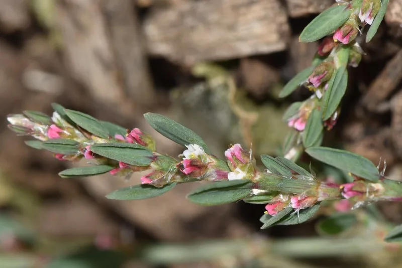 Plantă de troscot (Polygonum aviculare) cu tulpini târâtoare și frunze mici verzi