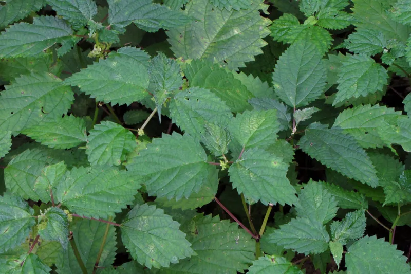 Fresh green nettle leaves in nature