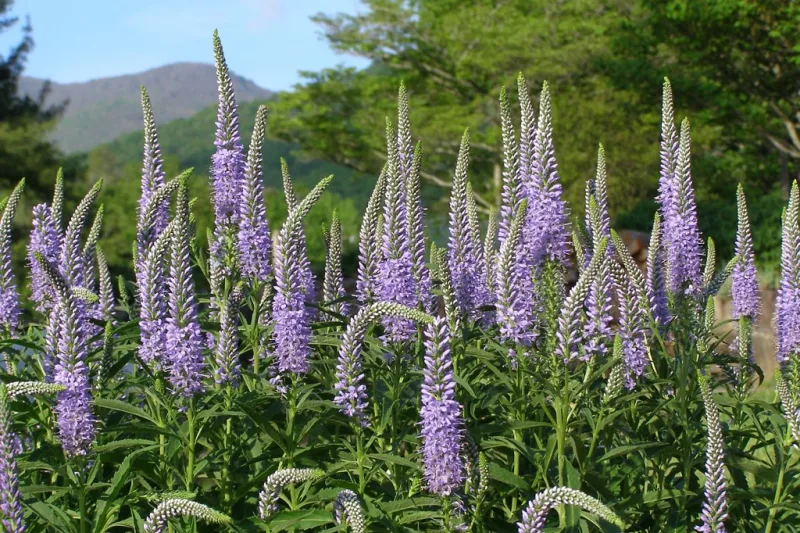 Tufe înflorite de ventrilică (Veronica) cu spice de flori albastru-liliachii