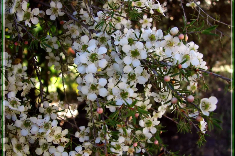 Bottle of tea tree oil with fresh Melaleuca leaves on a wooden table