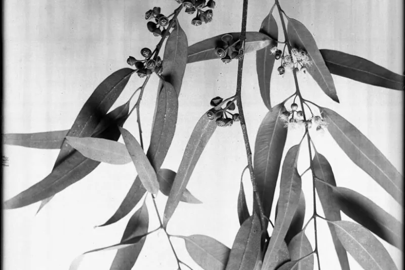Eucalyptus branch with leaves, buds and flowers, the source of eucalyptus essential oil