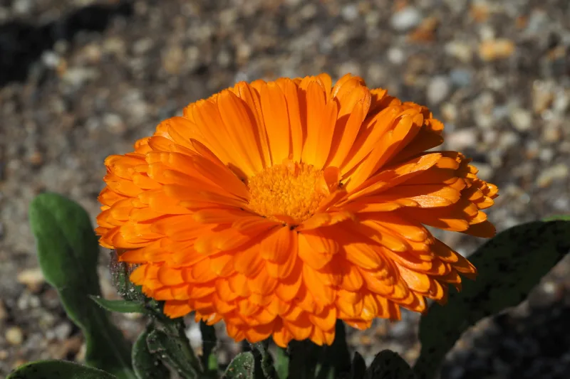 Small bottle of calendula oil with fresh marigold flowers