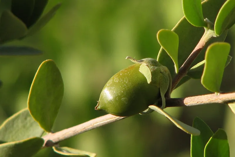 Sticlă cu ulei de jojoba auriu și semințe de jojoba pe masă de lemn