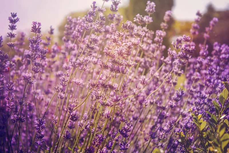 Lavender flowers in bloom, the source of lavender essential oil